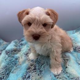 Knox - Wheaten male Miniature Schnauzer puppy in Russell, Kentucky from Marjorie's Simply Schnauzer