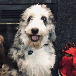 Tucker - Aussiedoodle