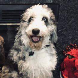 Tucker - Aussiedoodle