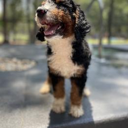 Bernedoodle Puppies from Bernedoodles of Florida