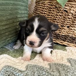 Farrah - Fluffy - Black and tan female Pembroke Welsh Corgi puppy in Stillwater, Oklahoma from Steele Family Farms