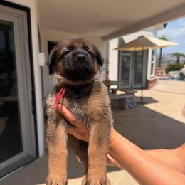 Ruby - Black and tan female German Shepherd puppy in Anaheim, California from Hanan Hanna