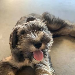 Miniature Schnauzers from Schnauzeriffic