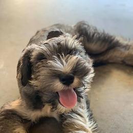 Miniature Schnauzers from Schnauzeriffic