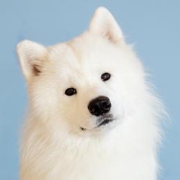 Nelson - Samoyed