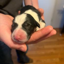 Boy 1 - Red male Pembroke Welsh Corgi puppy in Chubbuck, Idaho from Sunny J Corgis and Mini Americans