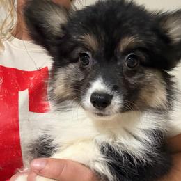 Winnie - Black and tan female American Corgi puppy in Decatur, Texas from Bar S Corgis