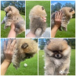 Forest - Orange sable male Pomeranian puppy in Jacksonville, North Carolina from Bourlet Poms