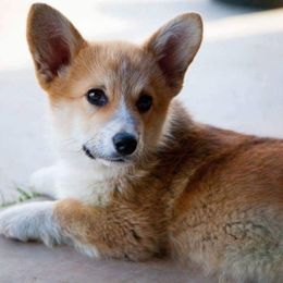 Pembroke Welsh Corgi Puppies from Off Road Ranch Corgis
