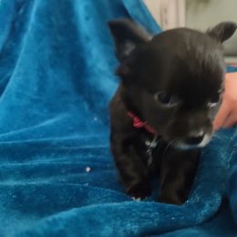 Sky - Chihuahua puppy in Chapin, South Carolina from Annabelle's Wish Chihuahua's