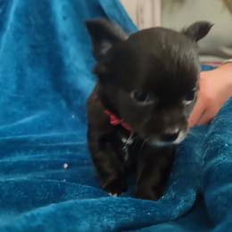 Sky - Chihuahua puppy in Chapin, South Carolina from Annabelle's Wish Chihuahua's