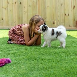 Spot - Black and white female Pomsky puppy in Spring City, Pennsylvania from Pomsky Power Puppies