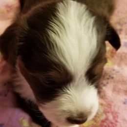 Miniature Australian Shepherd and Toy Australian Shepherd Puppies from CKD DOUBLETREE AUSSIES