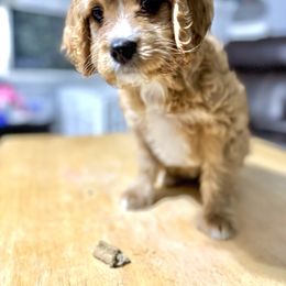 Carmel - Cavapoo puppy from Cupcake Cavaliers and Cavapoos