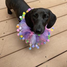 Dachshund Puppies from Army of Dachshunds