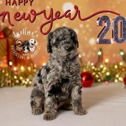 Charlie Brown - Merle male Goldendoodle puppy in Sterling, Connecticut from Justine’s Retrievers and Doodles