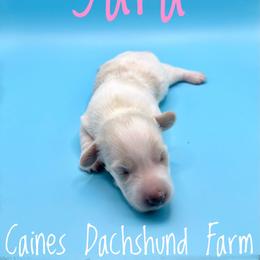 Yara - Cream female Dachshund puppy in Cincinnati, Ohio from Caines Dachshund Farm