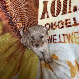 Goldendoodle and Havapoo Puppies from Poodle an Doodles 3:16