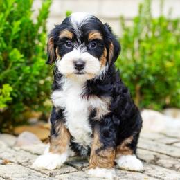 Angus - Tri-color male Bernedoodle puppy in Dundee, Ohio from Down Home Doodle