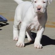 Dogo Argentino puppies from Explicit Kennel