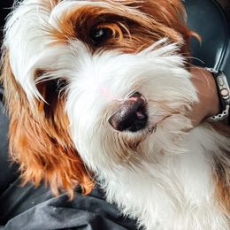 Tully - Goldendoodle