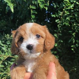 Cavalier King Charles Spaniel and Cavapoo Puppies from Small Town Cavaliers