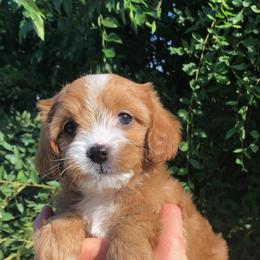 Cavalier King Charles Spaniel and Cavapoo Puppies from Small Town Cavaliers