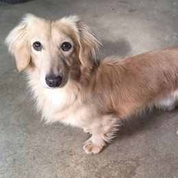 Adam - Dachshund
