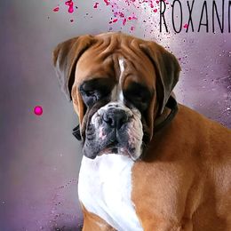 Roxanne - Boxer