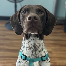 German Shorthaired Pointers from Mindy Dillon