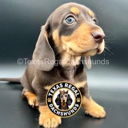 Gregory - Chocolate and tan male Dachshund puppy in Houston, Texas from Texas Regal Dachshunds LLC