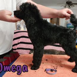 Omega - Blue Poodle puppy in Bishop, Texas from Mercury Standard Poodles