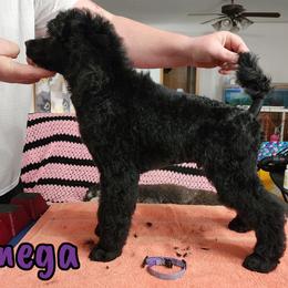 Omega - Blue Poodle puppy in Bishop, Texas from Mercury Standard Poodles