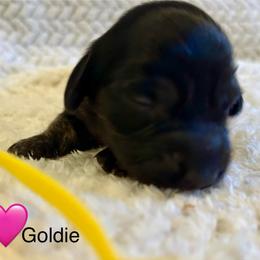 Goldie - Brindle female Dachshund puppy in Huntington, Arkansas from Rockstar.Weiners