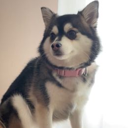 Bella - Pomsky