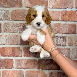 Marlon - Red  male Goldendoodle puppy in Calhoun, Georgia from Happy Top Doodles