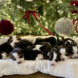 9th Choice - Black white and tan male Beagle puppy in Monticello, Georgia from Beaglelove