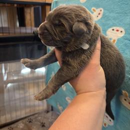 Oliver - Blue male German Shepherd puppy in Watervliet, Michigan from M&M Shepherd Farms