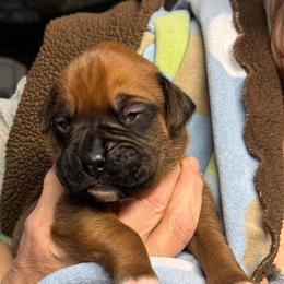 Boy 3 - Fawn male Boxer puppy in Elyria, Ohio from Just-A-Wyn Boxers