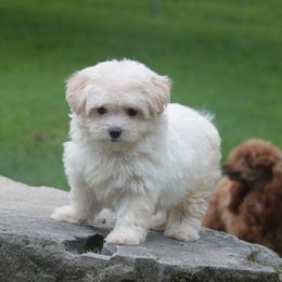 Maltipoo puppies from Denise Clark