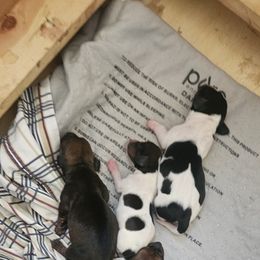 Girl 3 - Sable Dachshund puppy in Gilbert, Arizona from HPM