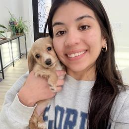 Female Cream Longhair - Cream female Dachshund puppy in El Paso, Texas from IVK9's Dachshunds