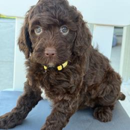 Toffee - Yellow Collar - Chocolate female Goldendoodle puppy in Kingwood, Texas from Kingwood Goldendoodles