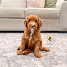 Cookies And Cream - Red  male Goldendoodle puppy in Dallas County, Texas from Dream A Little Doodle