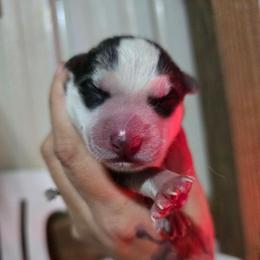 6 - Gray and white male Siberian Husky puppy in Addison, Michigan from Gray Run Siberian Huskies