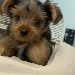 Yorkshire Terriers from Yorkie Love