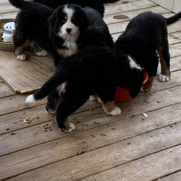 Bernese Mountain Dog Puppies from D’S Bernese Mountain Dogs