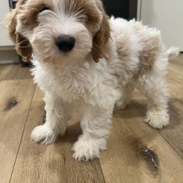 Grover - Red and white male Cockapoo puppy in Beresford, South Dakota from DAKOTA DOOD RANCH