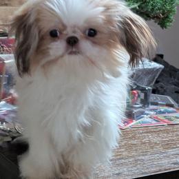 JuJu - Shih Tzu