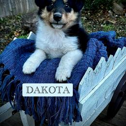 Collie Puppies from Lonestar Country Collies